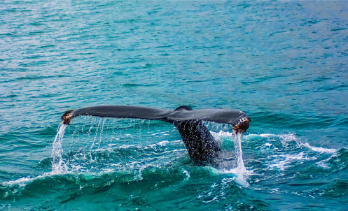 baleine