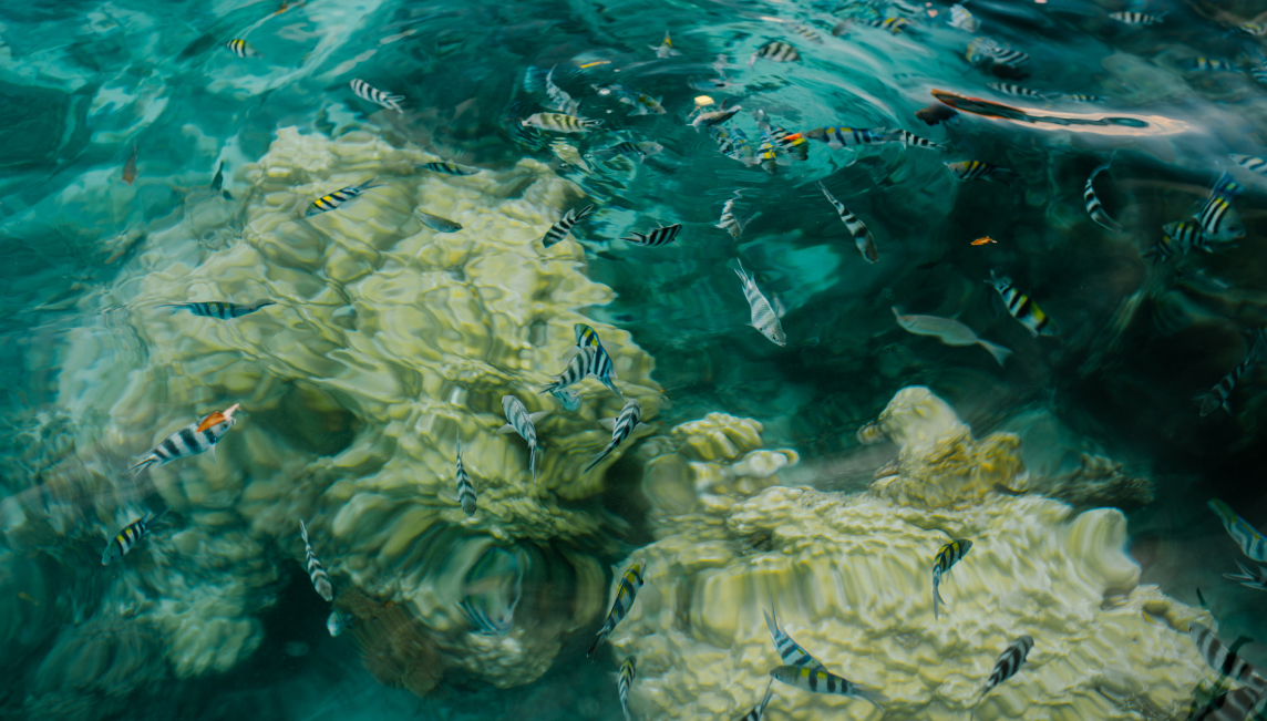 poissons