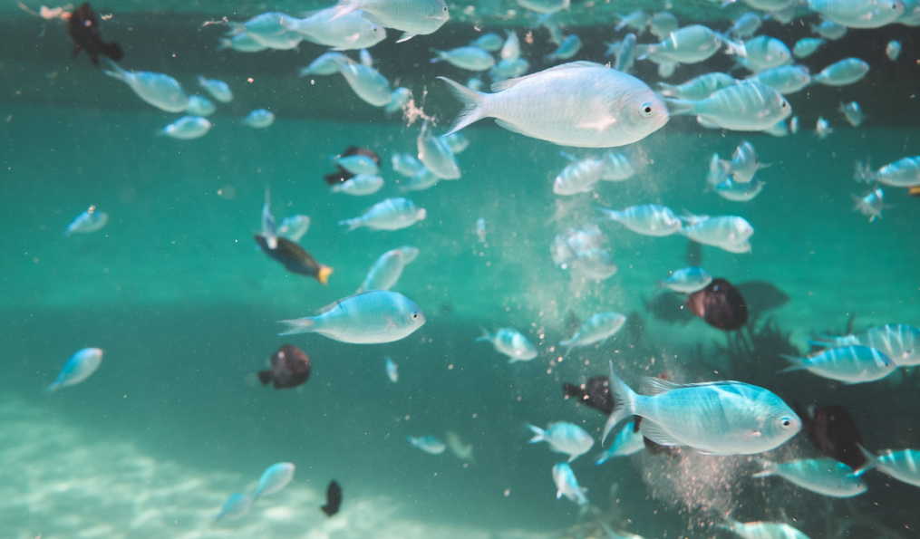poissons